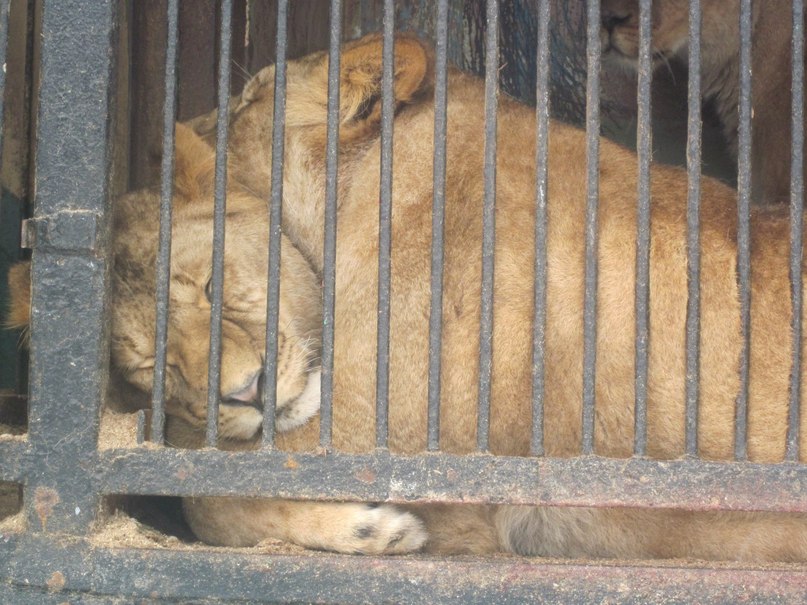 Оля Колесник | Речица