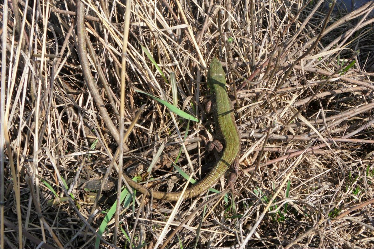 Вера Худякова | 