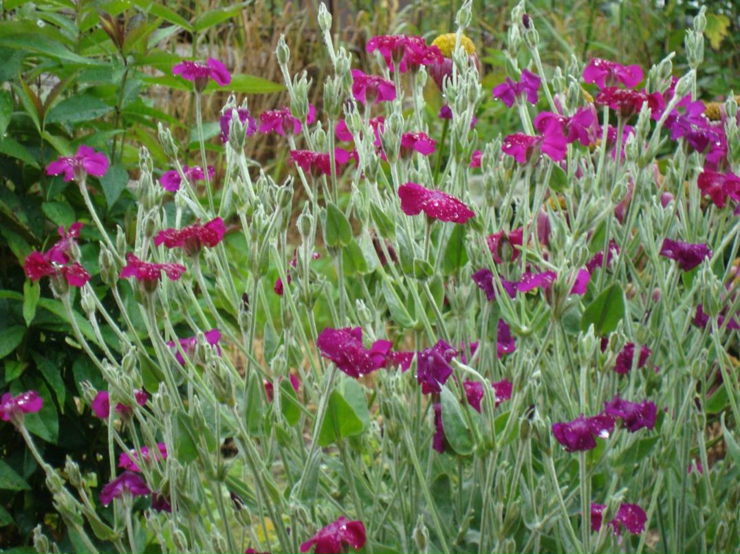 Димасик Педулло | Москва