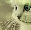 №74, Лера Багавиева №74, Лера Багавиева