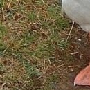 №26, Анжела Жужа, Евпатория №26, Анжела Жужа, Евпатория