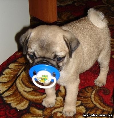 №45, Любочка Лаптиенко, 28 лет, Нягань №45, Любочка Лаптиенко, 28 лет, Нягань