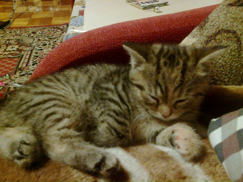 Иван Щукин | Санкт-Петербург