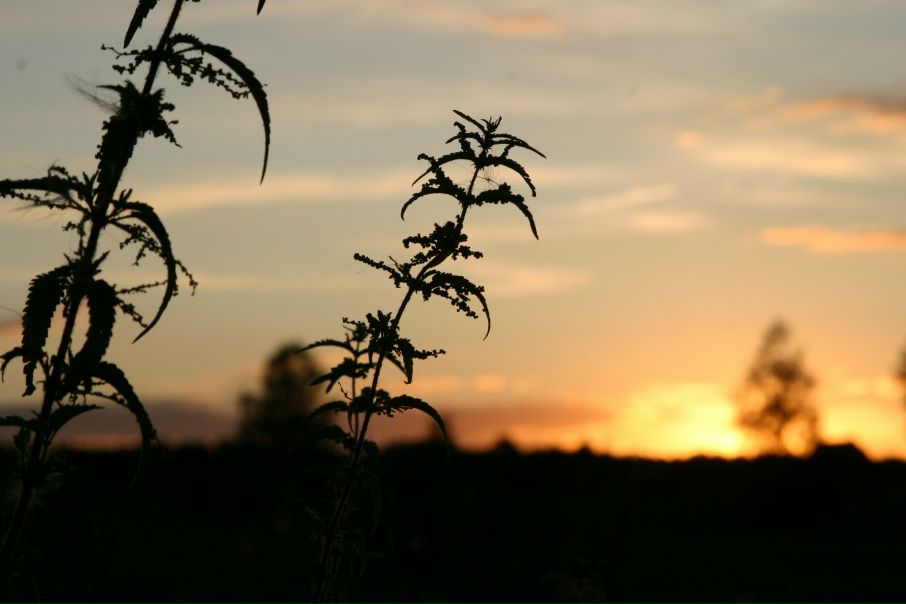 №102, Дарья Мурашова №102, Дарья Мурашова