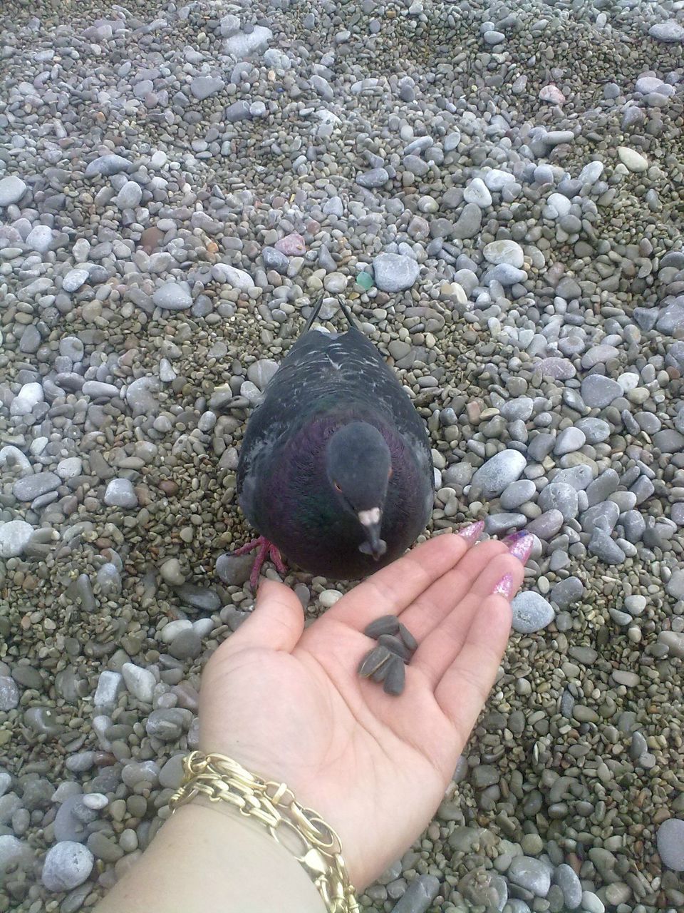 Наташа Нерода | Севастополь