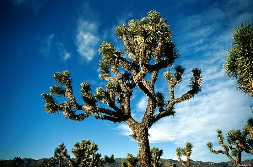 Виолетта Кардашьян | Харьков