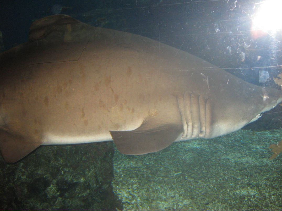 Suren Akopov | Москва