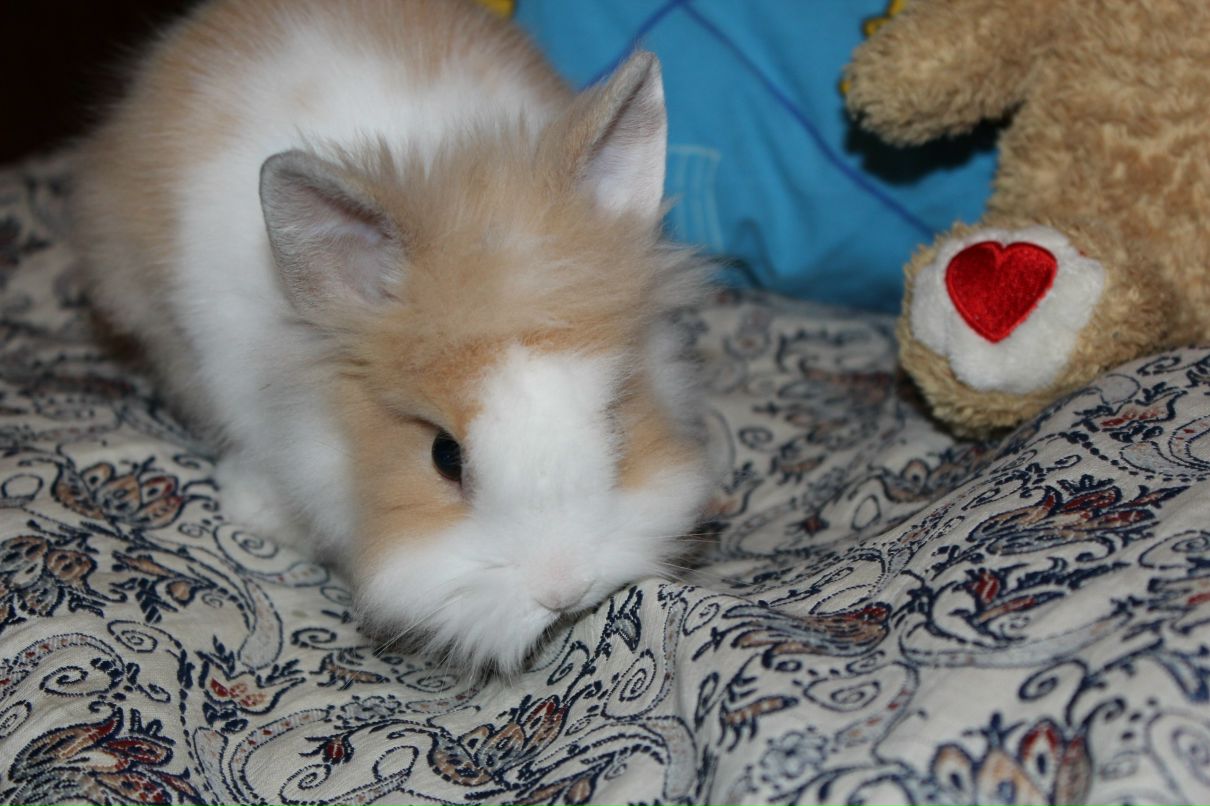 Світлана Чувілкіна | Оржица