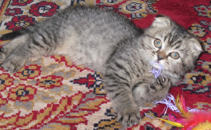 Инга Лагур | Киев