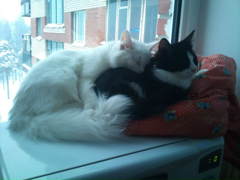 Стэллочка Станкониец | Санкт-Петербург