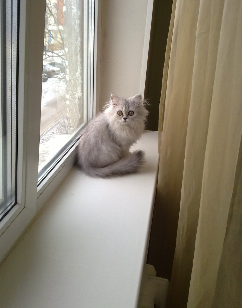 Оксана Каминская Bastet | Тюмень