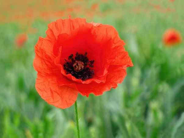 Майя Тихонко | Ржев