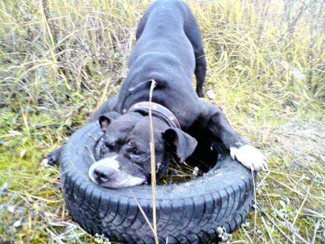 Сергей Заболоцкий Александрович | Гвардейск