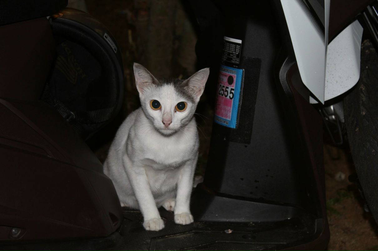 Полина Чейшвили | Обнинск