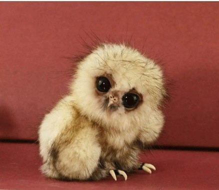 Стас Вихман | Невель