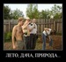 Кирилл Воронцов фотография #27 (источник - https://vk.com/id135155856)