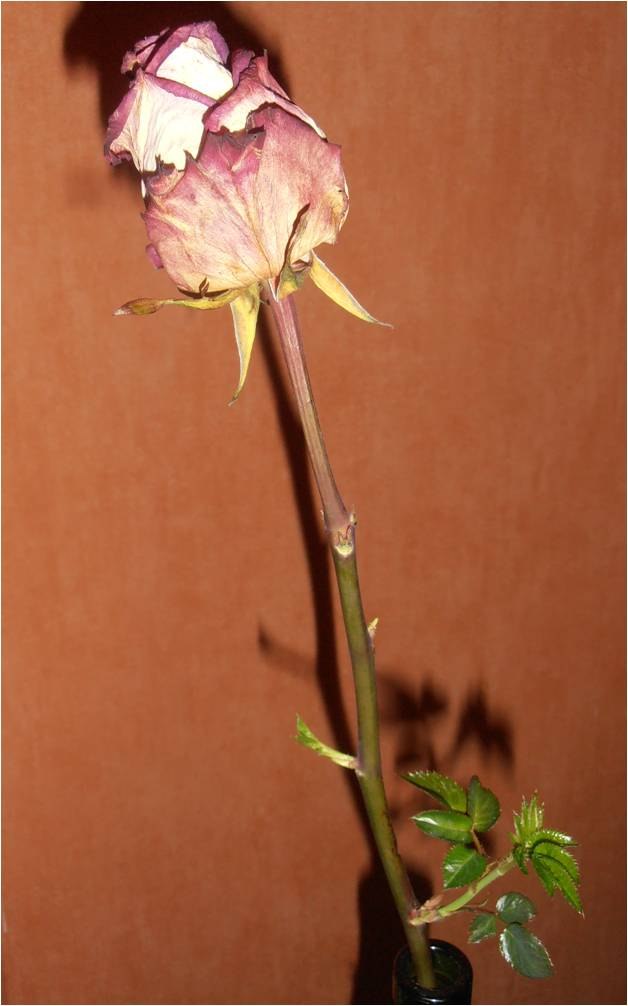 Наталья Николаева | Toronto