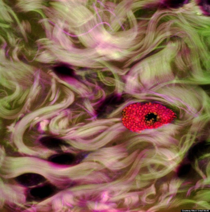 Максим Шестаков | Новокузнецк