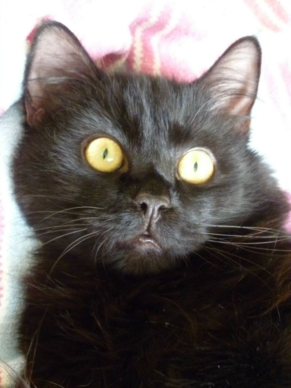 Виктория Кухарева | Санкт-Петербург