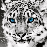 Александр Морозов