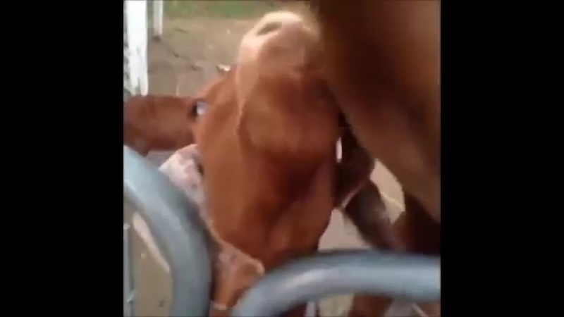Top 100 Vine