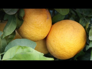 Продукт недели: грейпфрут