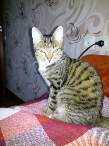 Алёна Черкасова, Россия, Омск