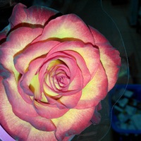 Елена Сергеевна