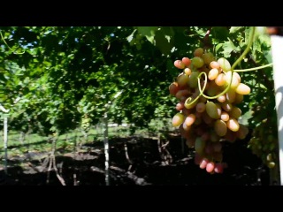 Виноград Преображение на арке, пергола