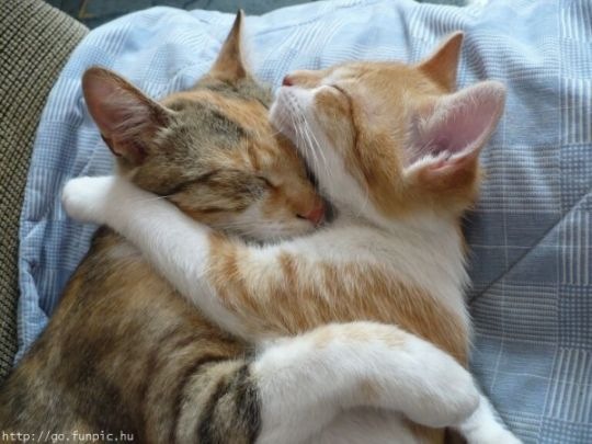 №73, Катя Триполец, Кобеляки №73, Катя Триполец, Кобеляки