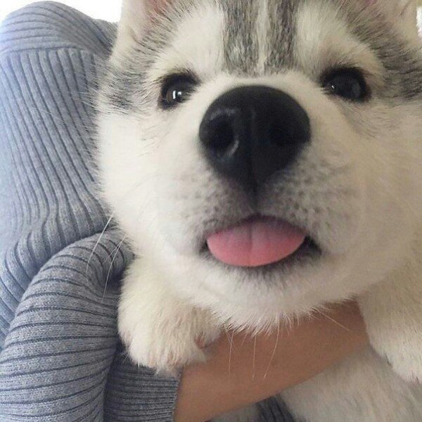 Илона Боярская, Украина, Александрия