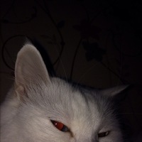 Андрей Прохоров