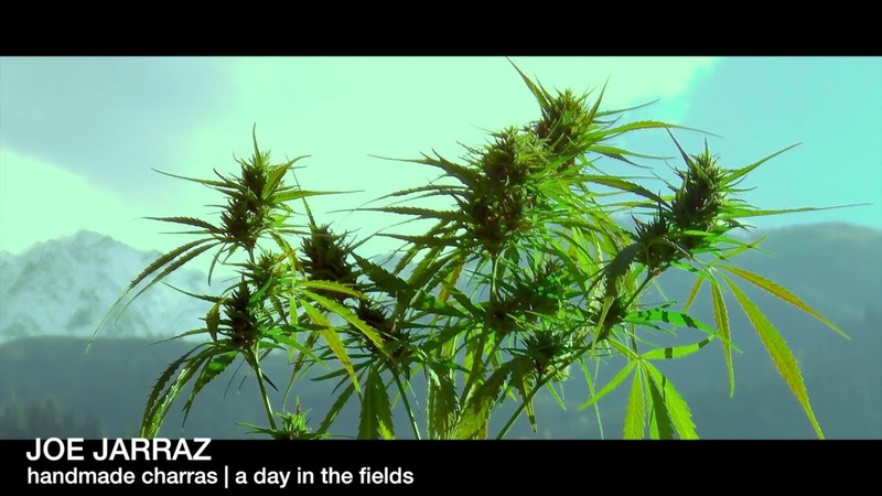 Indian Charras, a day in the fields, part