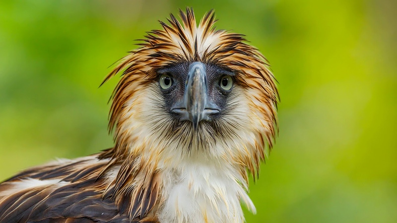 Картинка птица. Philippine Eagle, клюв, перья, взгляд. Mufananidzo, Shiri, shiri,