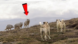 KANGALLARIN BAŞ DÜŞMANI KURTLAR - KANGAL vs KURT