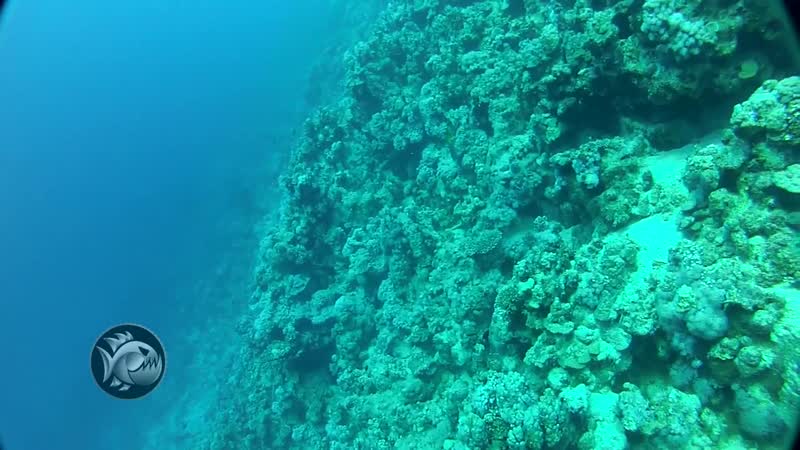 под водой египет