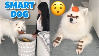 15 CUTE DOG TRICKS