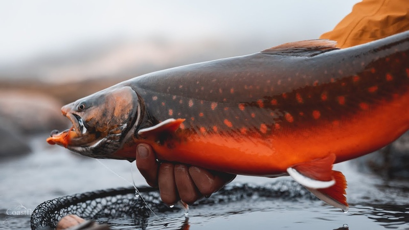 FLY FISHING for ARCTIC CHAR in
