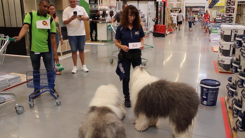 JOY dogs Orion Yola