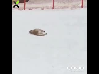 Snow dog.