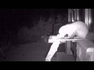 Pine Marten and Badger Encounter On Our Feeding Table