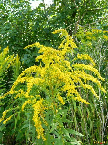 золотая розга (золотарник). золотарник канадский золотая розга. золотарник (solidago) goldkind. растение золотарник обыкновенный. золотарник канадский описание.