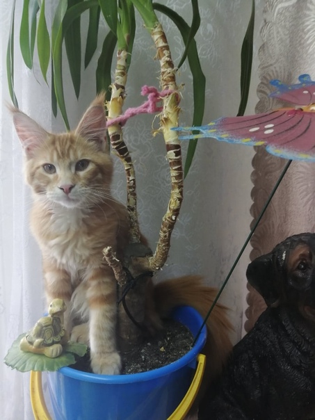 Любовь Пантелеева, Россия, Новосибирск