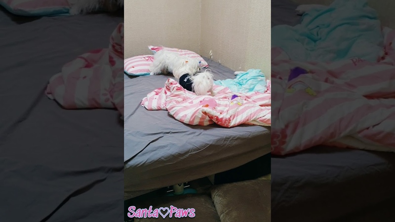Мальтезе, мальтийская болонка ♡