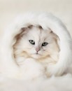 Фотография Кормяковой Алёначки