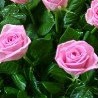 №70, Версалия Соколова, 35 лет №70, Версалия Соколова, 35 лет