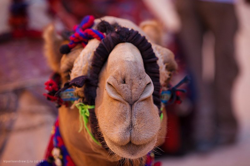 Юрій Пахолюк | Львов