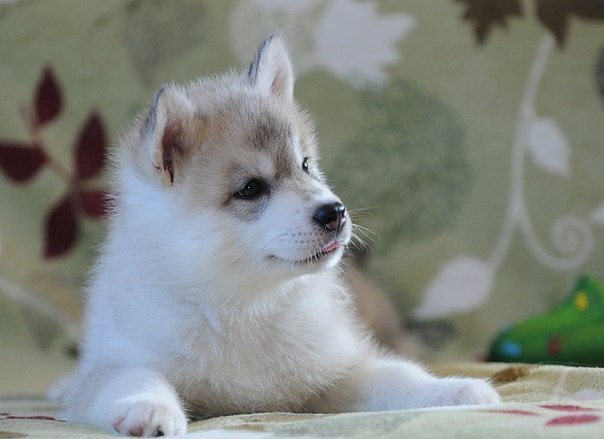 Андрей Козлов КЭП | Санкт-Петербург