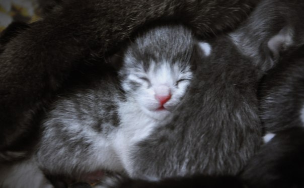 №18, Ксения Очкасова, 13.11.1996, Балашиха №18, Ксения Очкасова, 13.11.1996, Балашиха