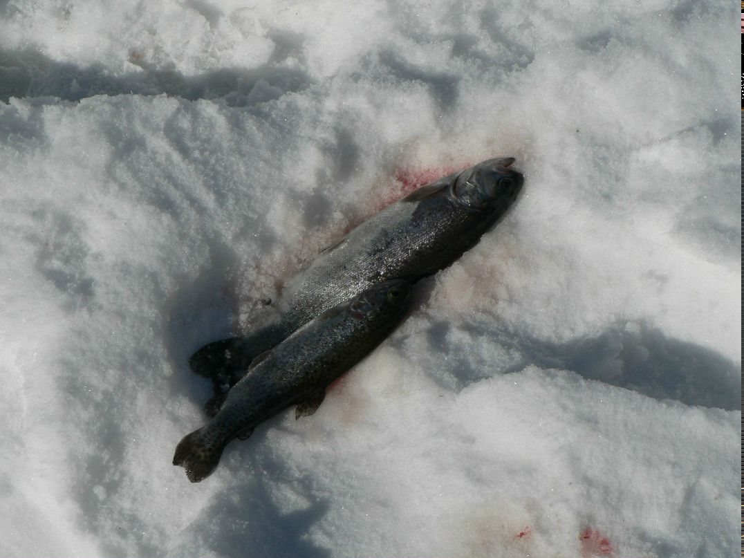 Ирина Карпенко | Чернигов